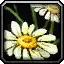 Peacebloom - WoW Forever