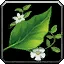 Bundle of Herbs - WoW Forever